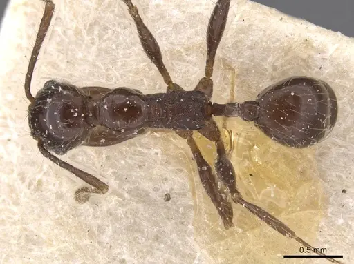 Pheidole obscurithorax specimen CASENT0913312 image casent0913312_1
