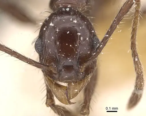 Pheidole obscurithorax specimen CASENT0913312 image casent0913312_2