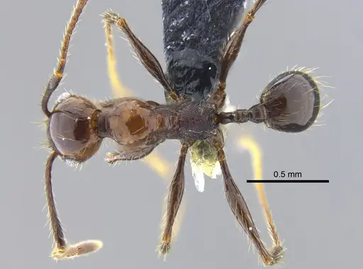 Pheidole obscurithorax specimen CBUMAGENT42068 image cbumagent42068_1
