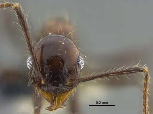 Pheidole obscurithorax specimen CBUMAGENT42068 image cbumagent42068_2