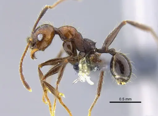 Pheidole obscurithorax specimen CBUMAGENT42068 image cbumagent42068_3