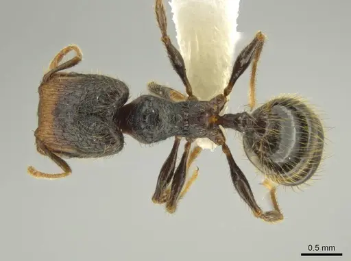 Pheidole obturaculum specimen CASENT0640871 image casent0640871_1