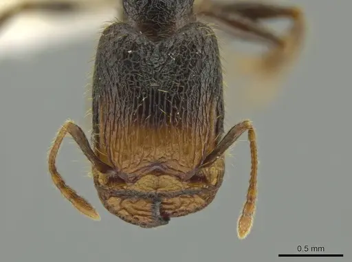 Pheidole obturaculum specimen CASENT0640871 image casent0640871_2