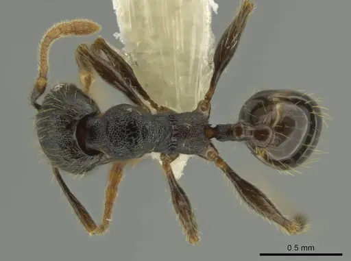 Pheidole obturaculum specimen CASENT0640872 image casent0640872_1