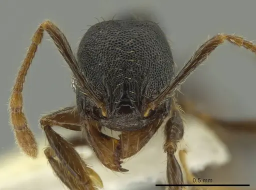 Pheidole obturaculum specimen CASENT0640872 image casent0640872_2