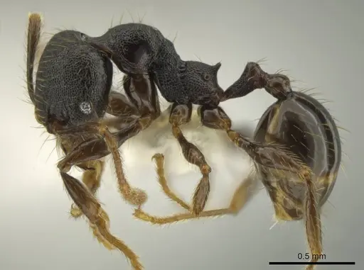 Pheidole obturaculum specimen CASENT0640872 image casent0640872_3
