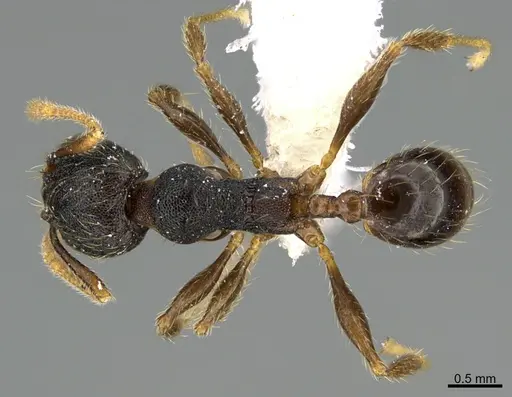 Pheidole obturaculum specimen CASENT0646538 image casent0646538_1