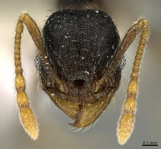 Pheidole obturaculum specimen CASENT0646538 image casent0646538_2