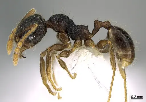 Pheidole obturaculum specimen CASENT0646538 image casent0646538_3