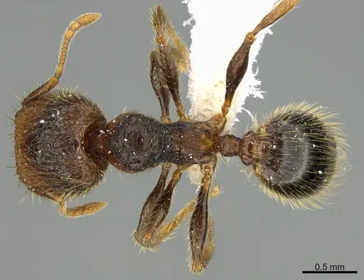 Pheidole obturaculum specimen CASENT0646540 image casent0646540_1