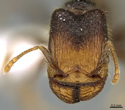 Pheidole obturaculum specimen CASENT0646540 image casent0646540_2