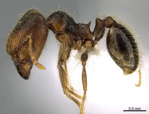 Pheidole obturaculum specimen CASENT0646540 image casent0646540_3