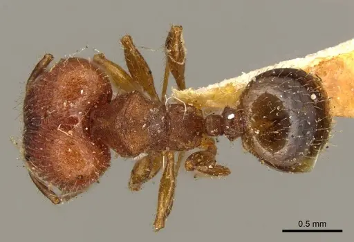 Pheidole obtusopilosa specimen CASENT0916068 image casent0916068_1