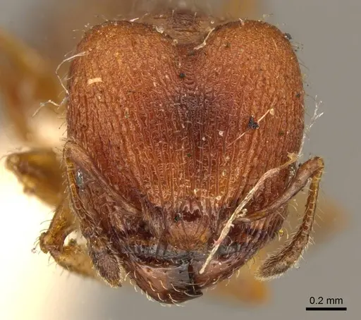 Pheidole obtusopilosa specimen CASENT0916068 image casent0916068_2