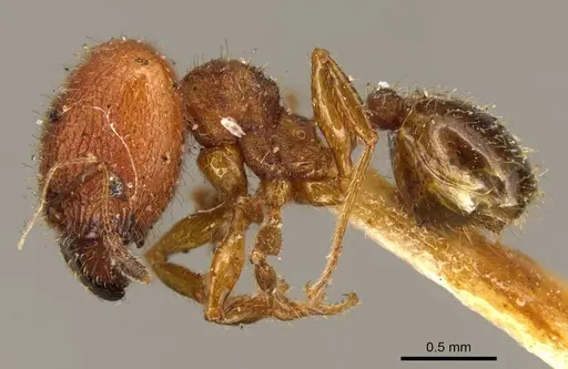 Pheidole obtusopilosa specimen CASENT0916068 image casent0916068_3
