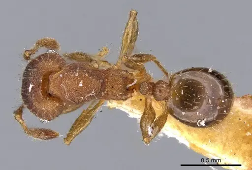 Pheidole obtusopilosa specimen CASENT0919785 image casent0919785_1