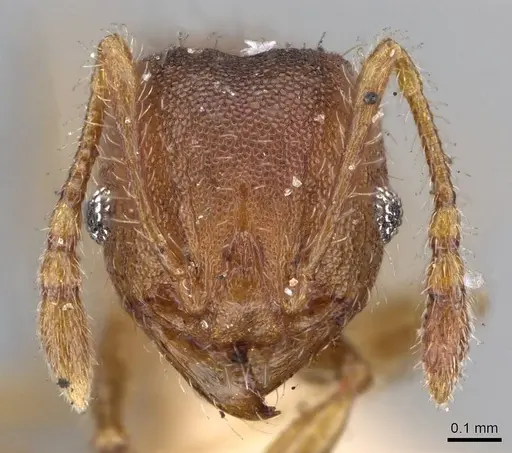 Pheidole obtusopilosa specimen CASENT0919785 image casent0919785_2