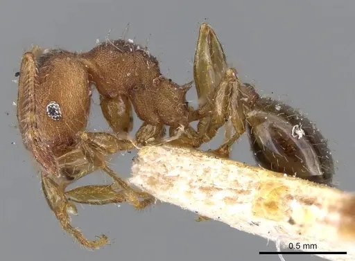 Pheidole obtusopilosa specimen CASENT0919785 image casent0919785_3