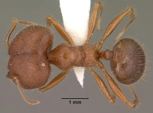 Pheidole obtusospinosa specimen CASENT0102886 image casent0102886_1