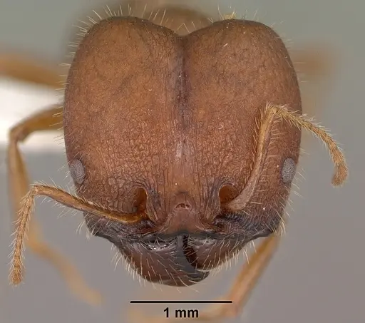 Pheidole obtusospinosa specimen CASENT0102886 image casent0102886_2