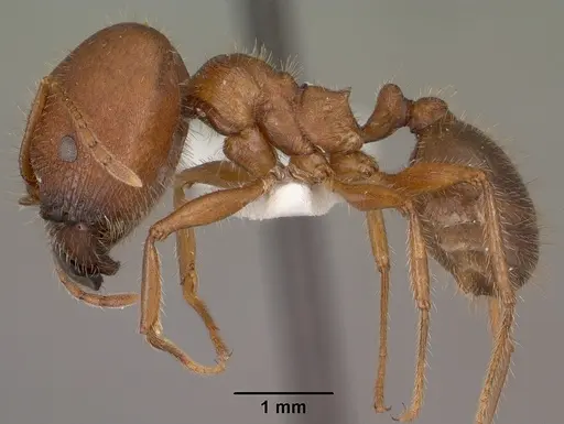 Pheidole obtusospinosa specimen CASENT0102886 image casent0102886_3