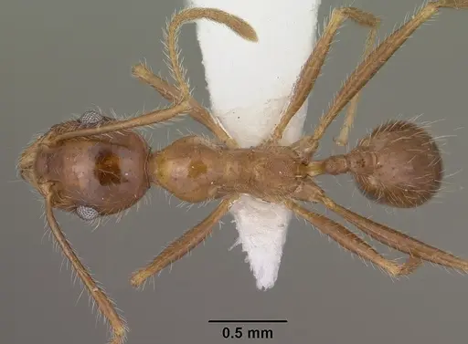 Pheidole obtusospinosa specimen CASENT0102887 image casent0102887_1