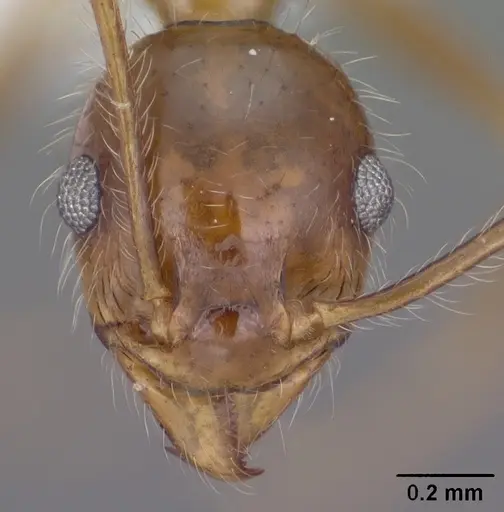 Pheidole obtusospinosa specimen CASENT0102887 image casent0102887_2
