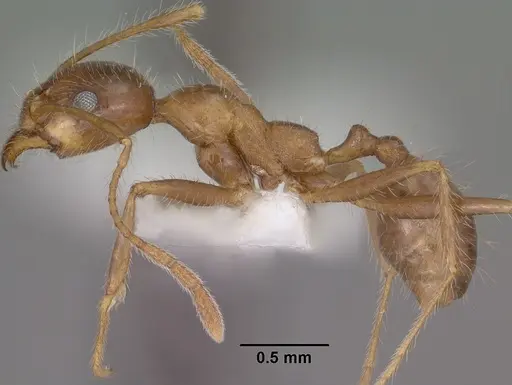 Pheidole obtusospinosa specimen CASENT0102887 image casent0102887_3
