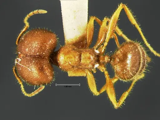 Pheidole obtusospinosa specimen CASENT0105650 image casent0105650_1