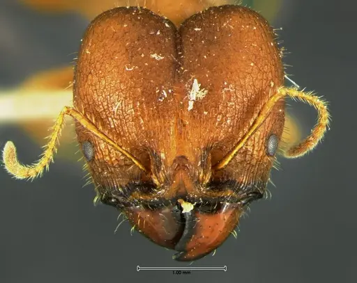Pheidole obtusospinosa specimen CASENT0105650 image casent0105650_2