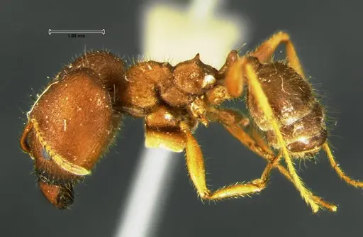 Pheidole obtusospinosa specimen CASENT0105650 image casent0105650_3