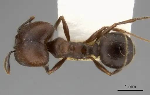 Pheidole obtusospinosa specimen CASENT0217903 image casent0217903_1