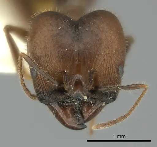 Pheidole obtusospinosa specimen CASENT0217903 image casent0217903_2