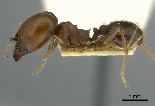 Pheidole obtusospinosa specimen CASENT0217903 image casent0217903_3