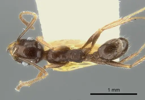 Pheidole obtusospinosa specimen CASENT0217904 image casent0217904_1
