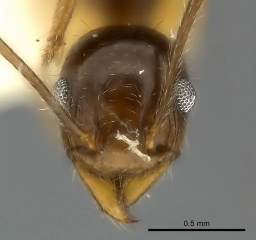 Pheidole obtusospinosa specimen CASENT0217904 image casent0217904_2