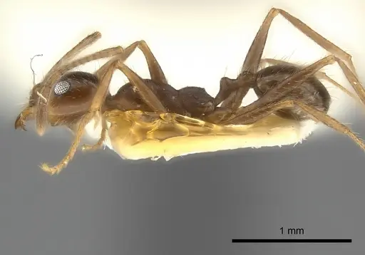 Pheidole obtusospinosa specimen CASENT0217904 image casent0217904_3