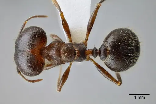 Pheidole obtusospinosa specimen CASENT0649633 image casent0649633_1