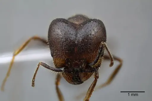Pheidole obtusospinosa specimen CASENT0649633 image casent0649633_2