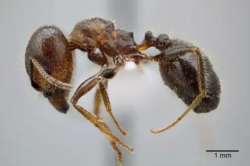 Pheidole obtusospinosa specimen CASENT0649633 image casent0649633_4