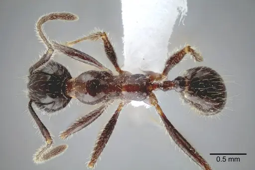 Pheidole obtusospinosa specimen CASENT0649635 image casent0649635_1