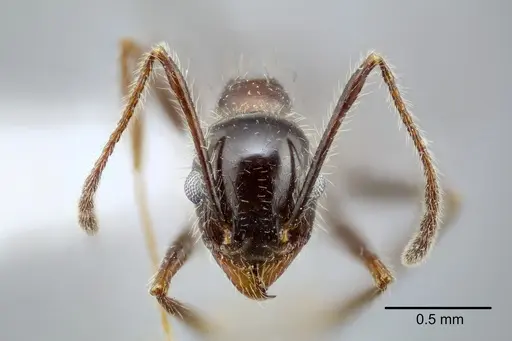 Pheidole obtusospinosa specimen CASENT0649635 image casent0649635_2