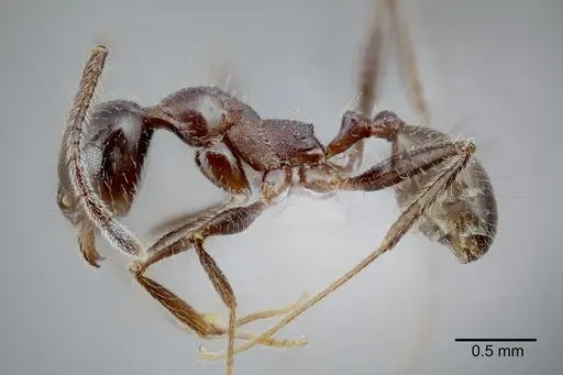 Pheidole obtusospinosa specimen CASENT0649635 image casent0649635_3