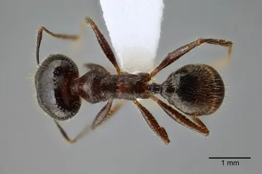 Pheidole obtusospinosa specimen CASENT0649640 image casent0649640_1