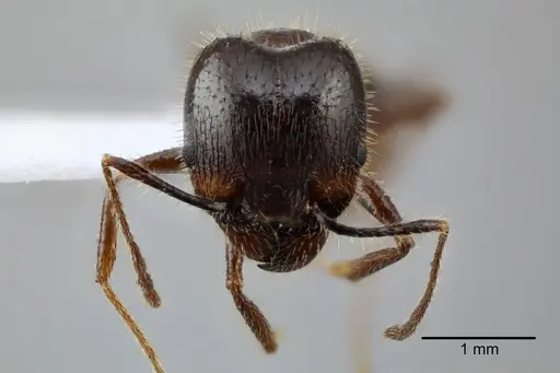 Pheidole obtusospinosa specimen CASENT0649640 image casent0649640_2