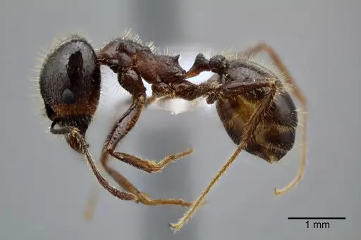 Pheidole obtusospinosa specimen CASENT0649640 image casent0649640_4