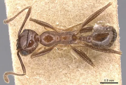Pheidole obtusospinosa specimen CASENT0904367 image casent0904367_1