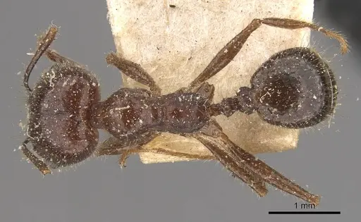 Pheidole obtusospinosa specimen CASENT0908154 image casent0908154_1