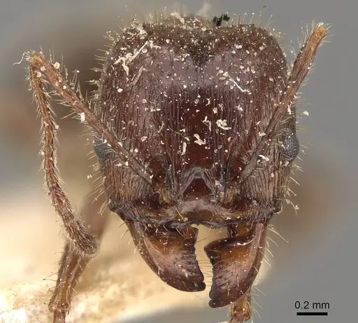 Pheidole obtusospinosa specimen CASENT0908154 image casent0908154_2