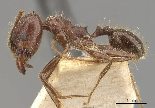 Pheidole obtusospinosa specimen CASENT0908154 image casent0908154_3